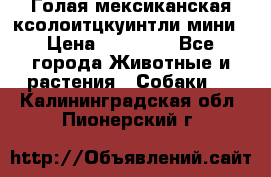 Голая мексиканская ксолоитцкуинтли мини › Цена ­ 20 000 - Все города Животные и растения » Собаки   . Калининградская обл.,Пионерский г.